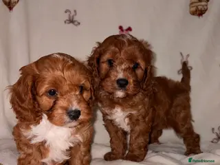Cavapoo dogs KC Health tested DNA Deep red toy cavapoo puppy’s - Advert 6