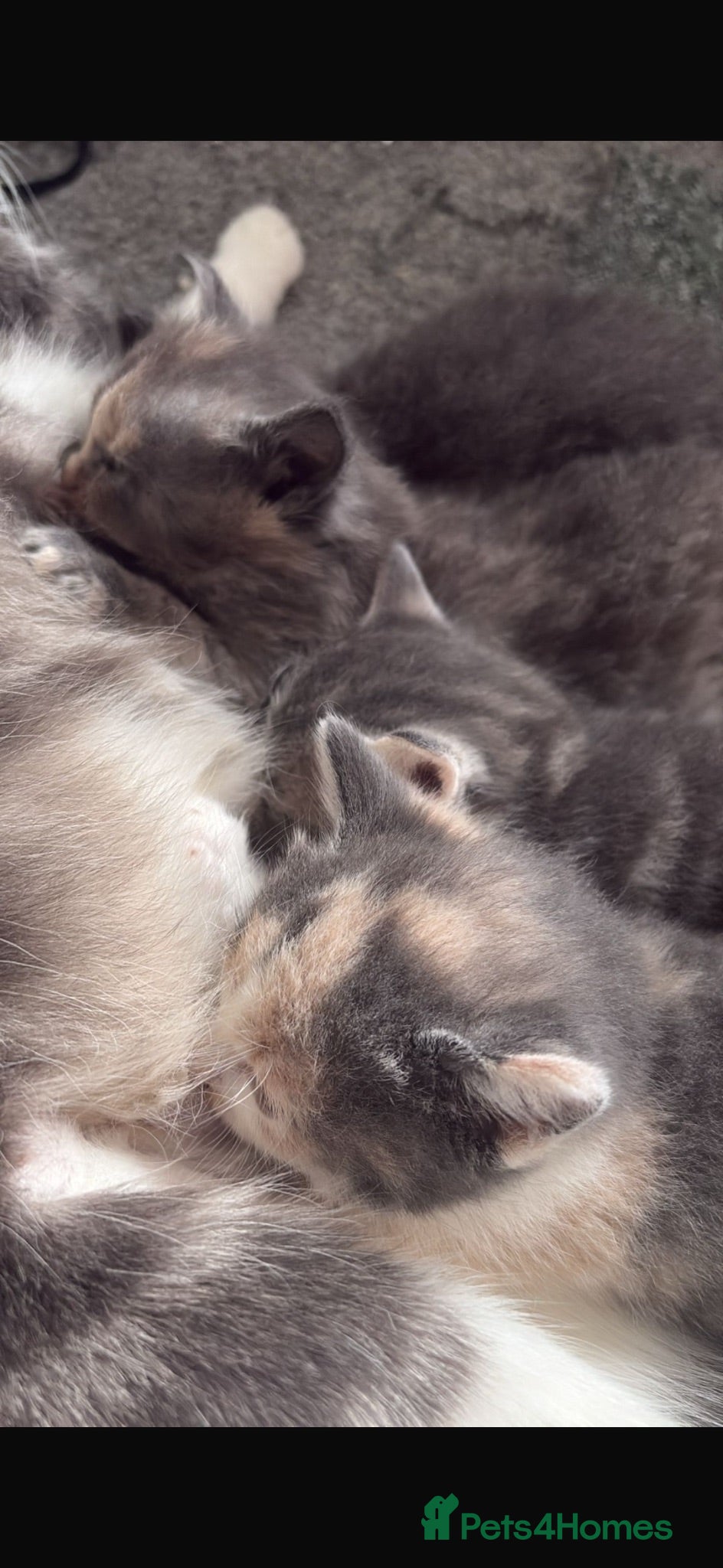 Mixed Breed cats Beautiful mixed grey kittens - Advert 2