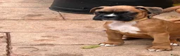 Boxer dogs for sale: READY NOW- Stunning boxer puppies - Advert 2