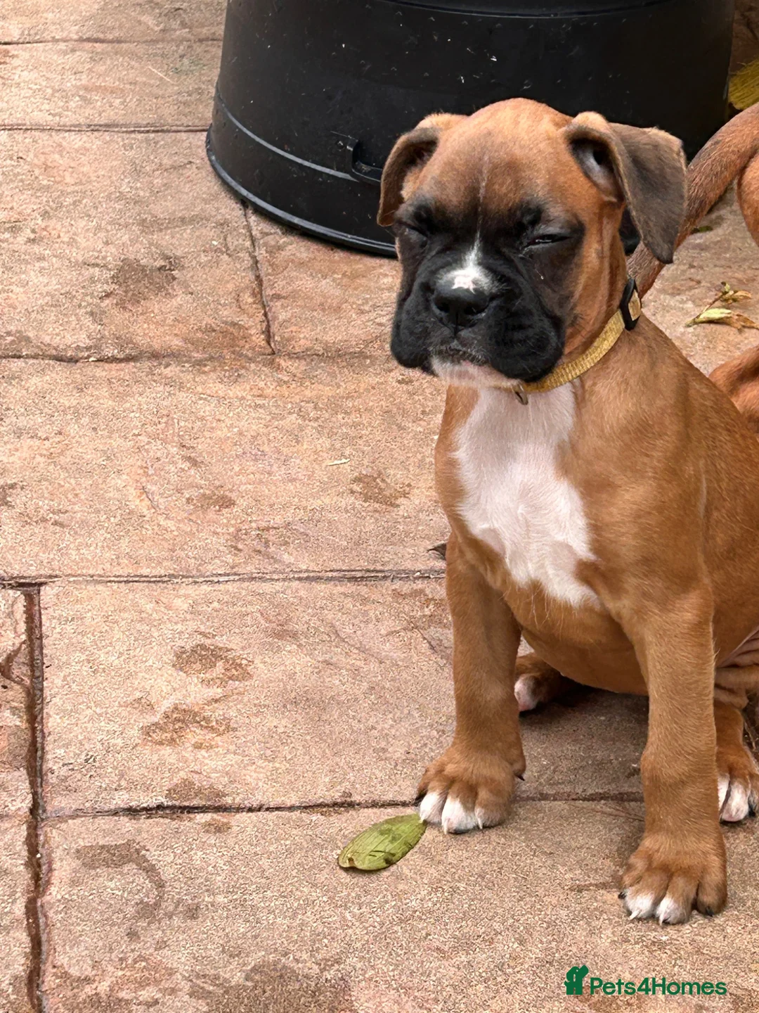 Boxer dogs for sale: READY NOW- Stunning boxer puppies - Advert 2