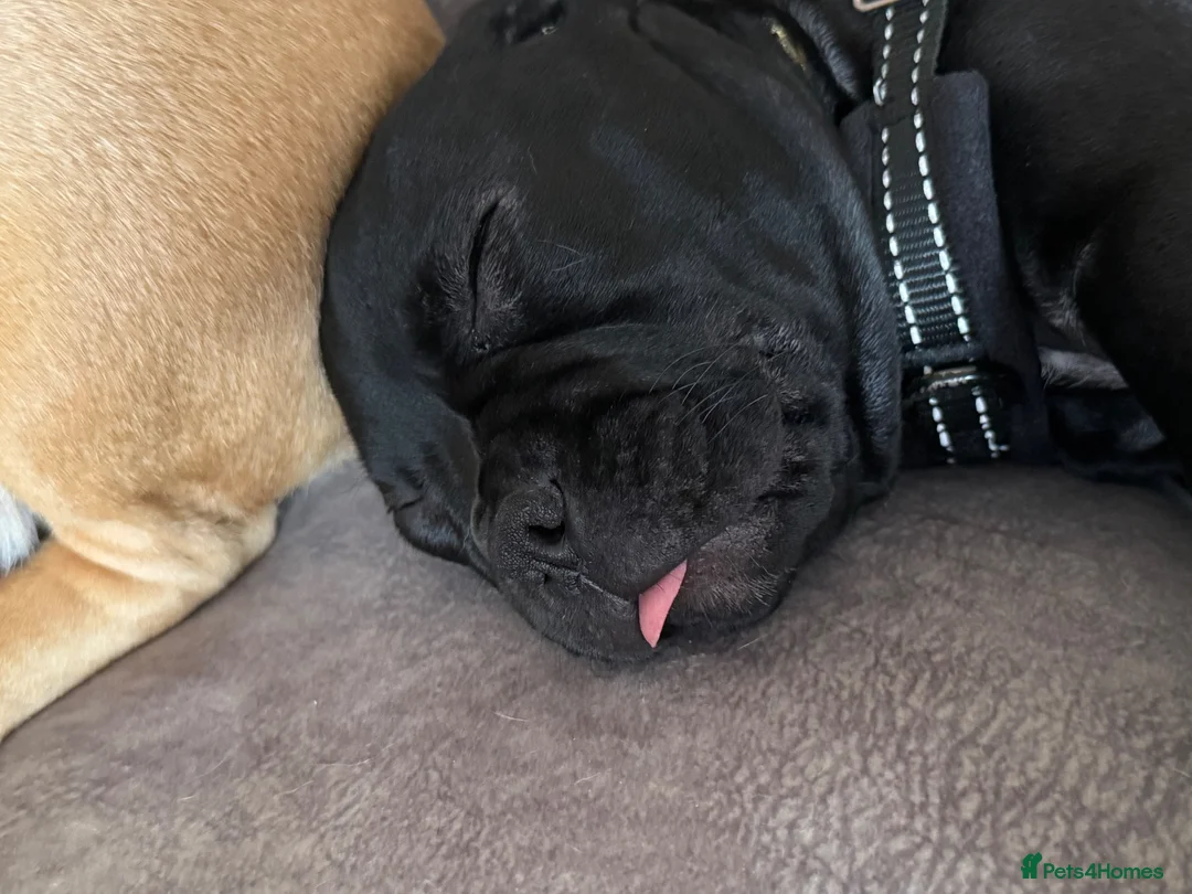 Mixed Breed dogs for sale: French Bulldog x Beagle - looking for forever home - Advert 9