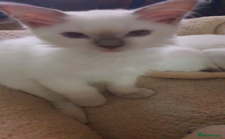 Ragdoll cats - Advert 8