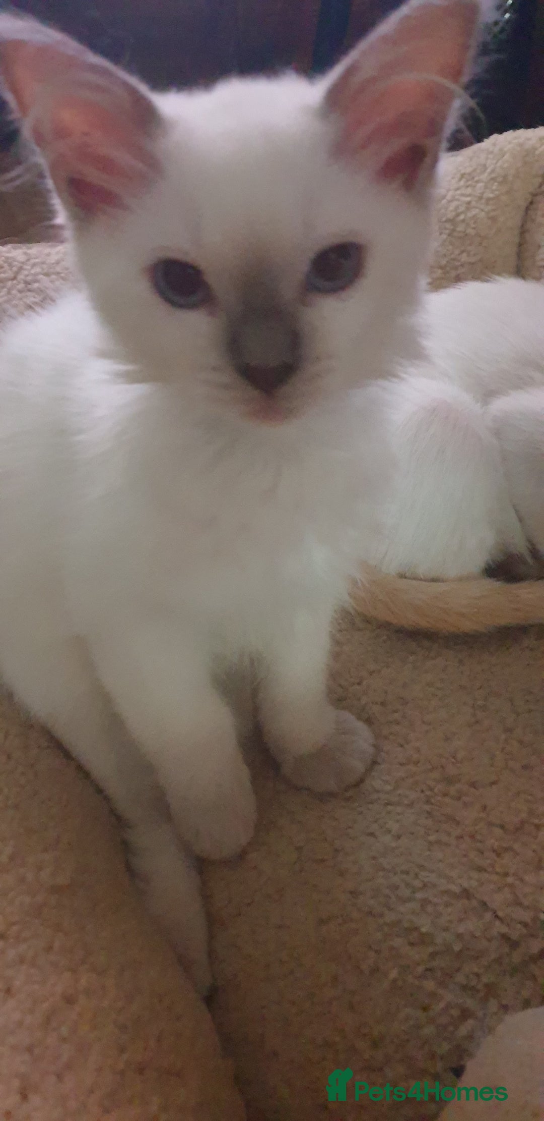 Ragdoll cats for sale: GCCF MALE LILAC POINT KITTEN 💕 - Image 4