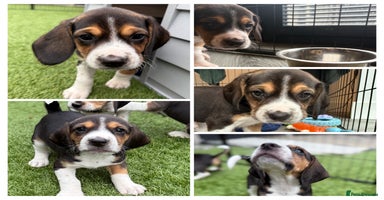 Beagle dogs - Advert 15