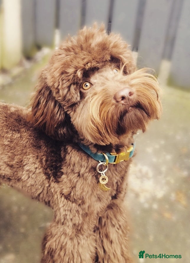 Miniature Poodle dogs *PROVEN* DNA Health Tested Chocolate Cockapoo STUD - Advert 9