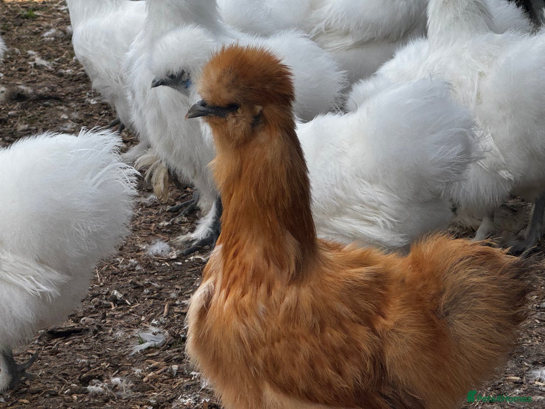 Chickens poultry for sale: Silkie Bantams  - Image 4