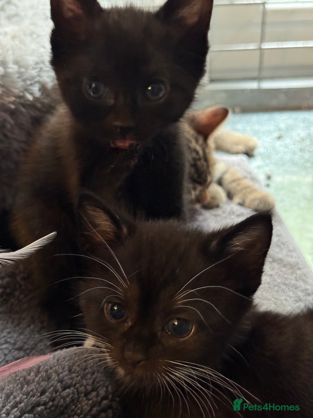British Shorthair cats for sale: Kittens Ready to go  - Image 6