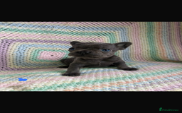 French Bulldog dogs for sale: 6 beautiful French bulldog puppies.  - Image 4