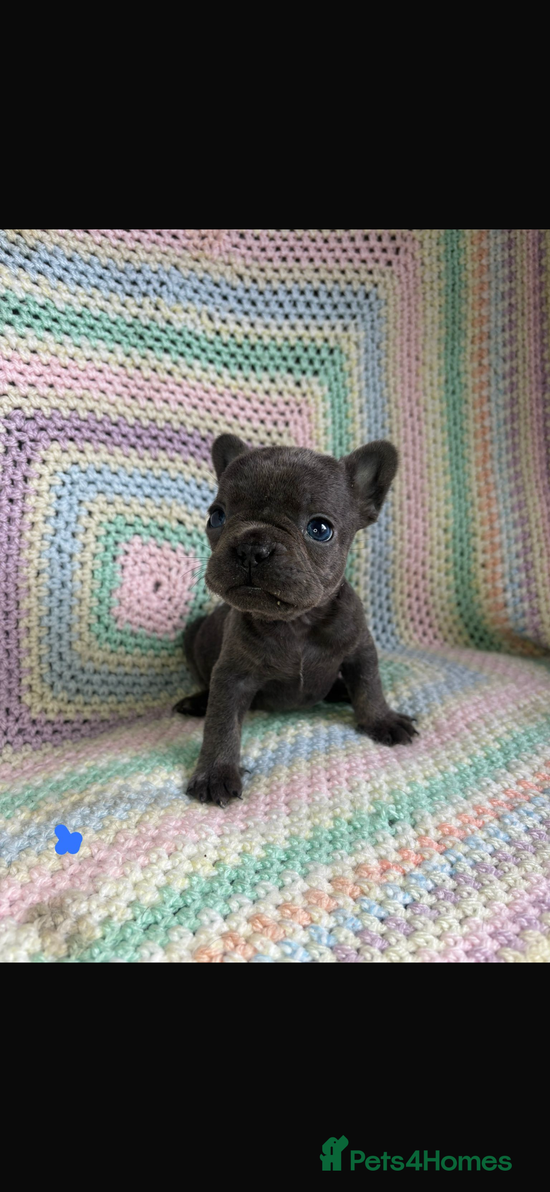 French Bulldog dogs for sale: 6 beautiful French bulldog puppies.  - Image 4
