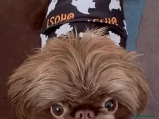 Griffon Bruxellois dogs Gorgeous rough coated griffon girl - Advert 1