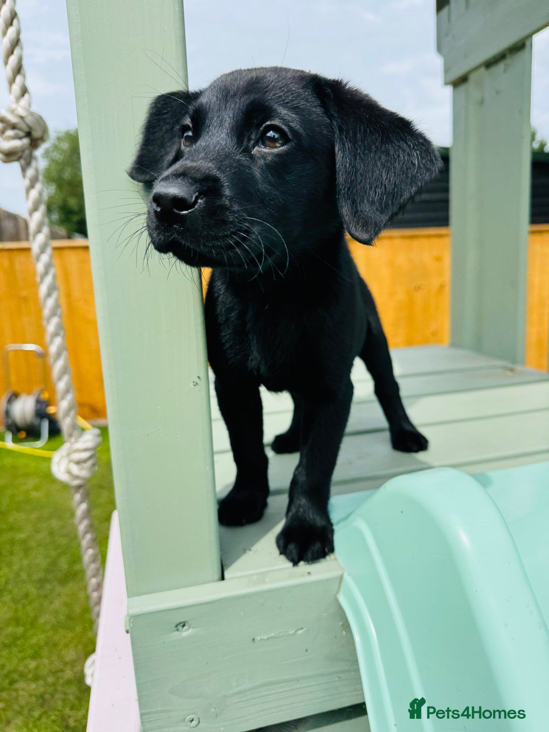 Labrador Retriever dogs for sale: KC Registered Labrador Babies 🐾🐾🐾 - Image 4