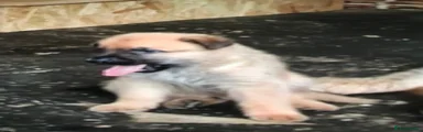 Mixed Breed 2