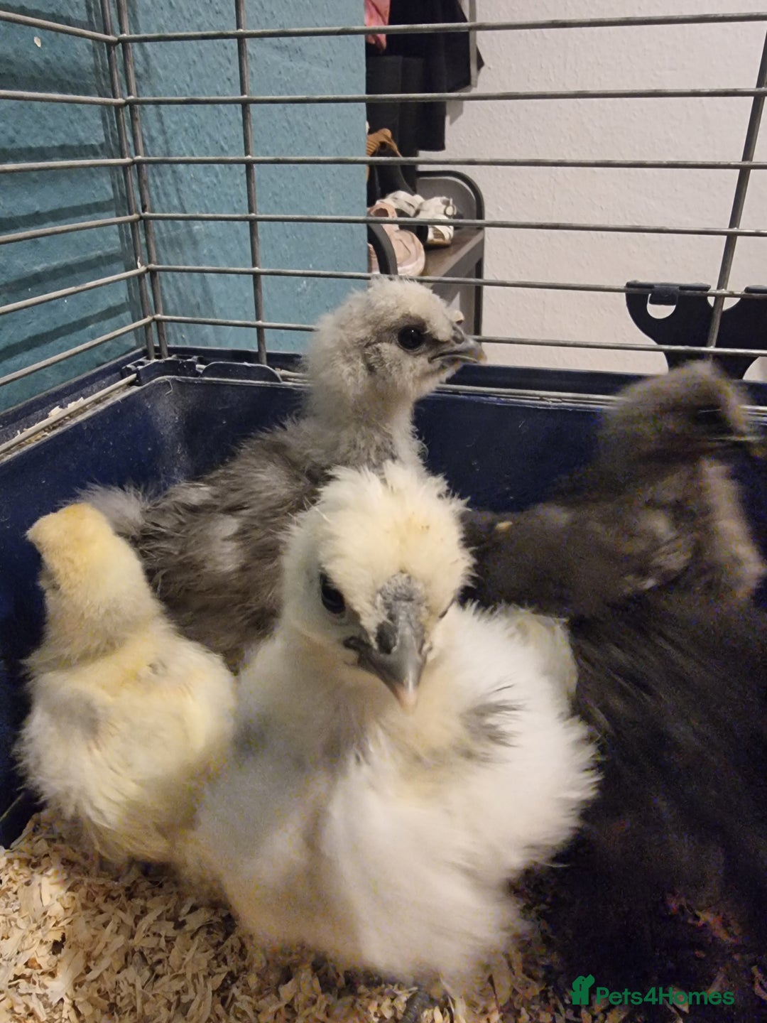 Chickens poultry for sale: 12 x Silkies and Pilkies (unsexed) mix of 2-4weeks - Advert 1