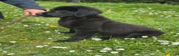 Bernese Mountain Dog dogs for sale: Wonderful litter of Golden Mountain Dogs - Advert 2