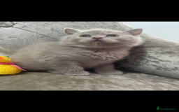 British Shorthair cats for sale: British shorthaired kittens full pedigree  - Image 9