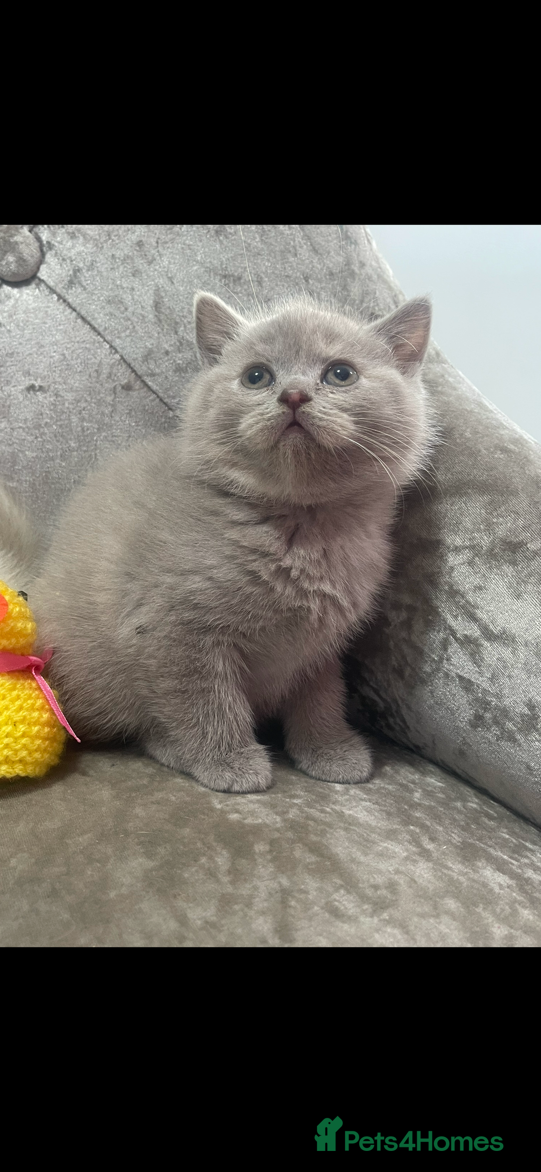 British Shorthair cats for sale: British shorthaired kittens full pedigree  - Image 9