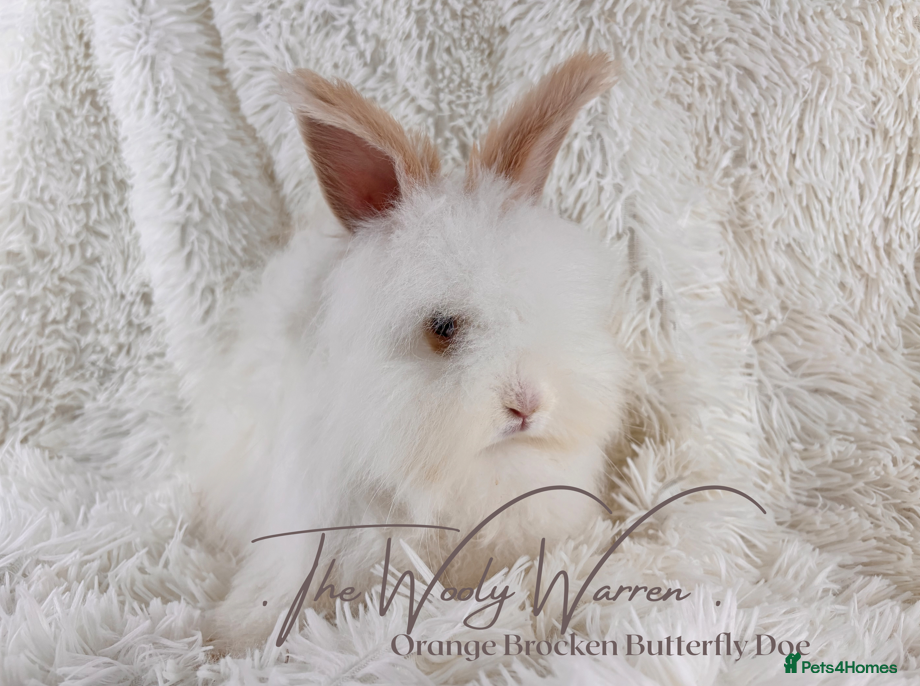 Angora rabbits for sale: Fully Vaccinated Pedigree Angoras - Advert 21
