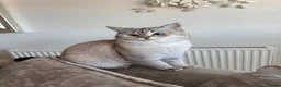 British Longhair cats for sale: Bora  in Barnet - Advert 7