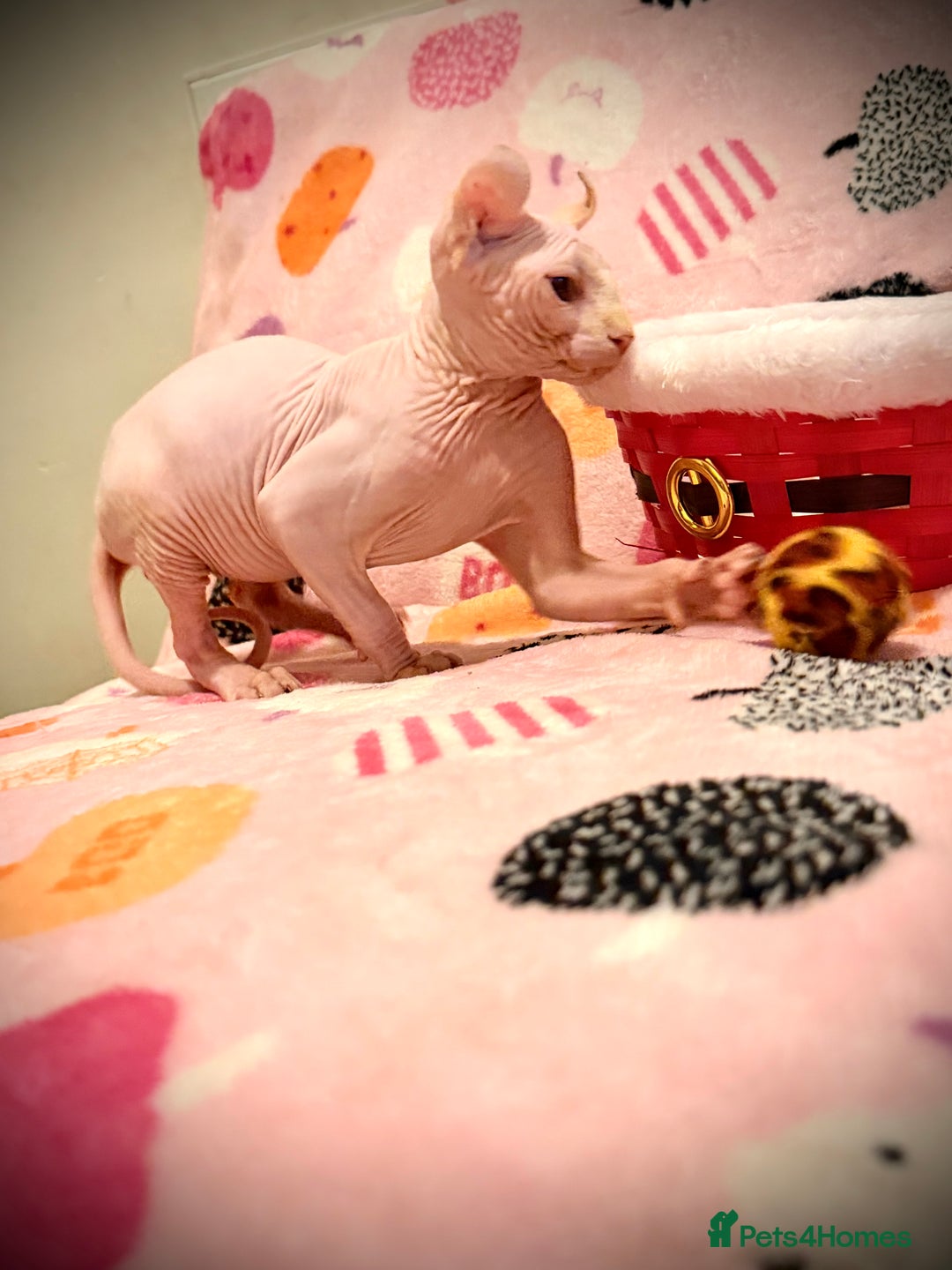 Sphynx cats for sale:  ** ✨ Exquisite Sphynx Kittens  **  - Advert 13