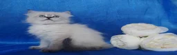 Siberian cats for sale: Siberian Kittens For Sale  - Advert 14