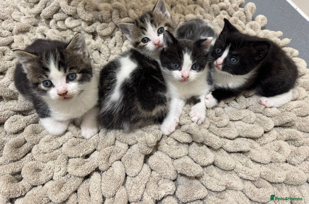 Mixed Breed cats for sale: Russian Blue x Tabby - Advert 28