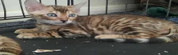 Bengal cats for sale: Stunning litter of brown rosetted Bengal cubs  - Advert 8