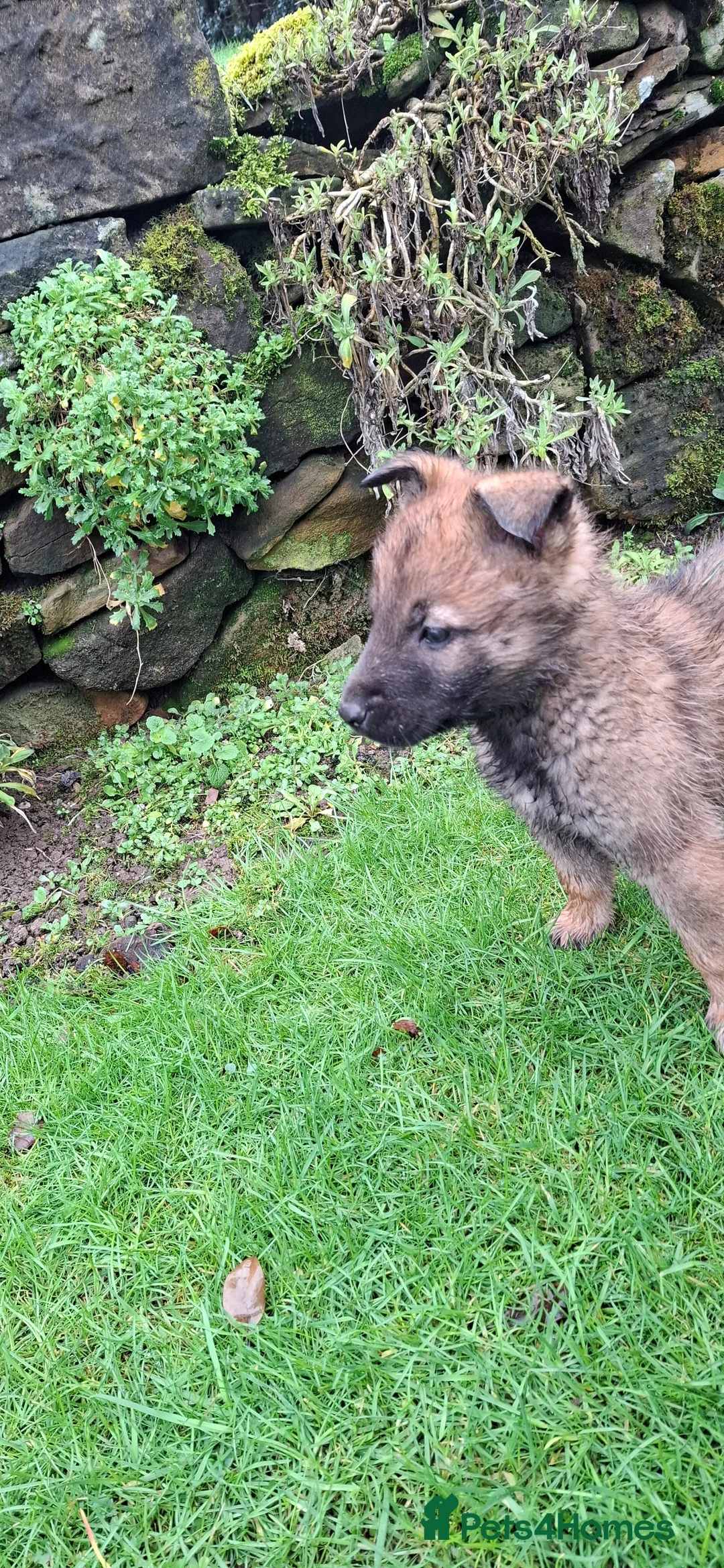 Mixed Breed dogs for sale: Beautiful Belguim Malinois puppies  - Advert 11