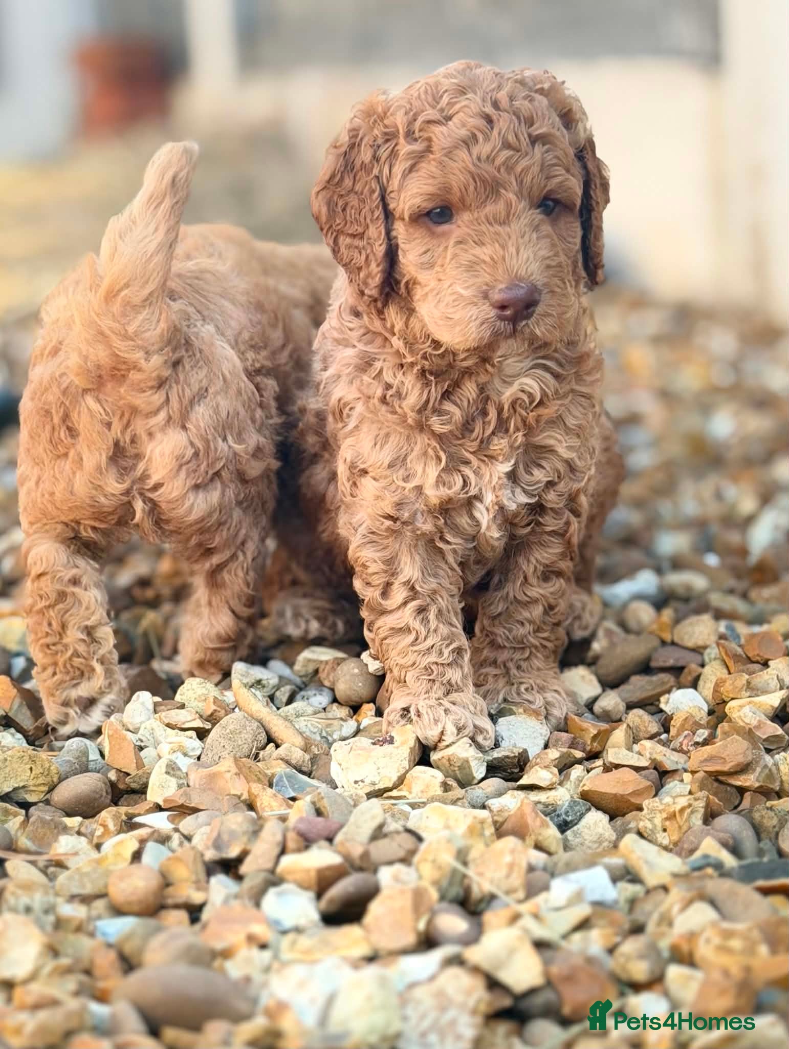 Goldendoodle dogs Beautiful Golden Doodle puppies 3 boys 3 girls  - Advert 1
