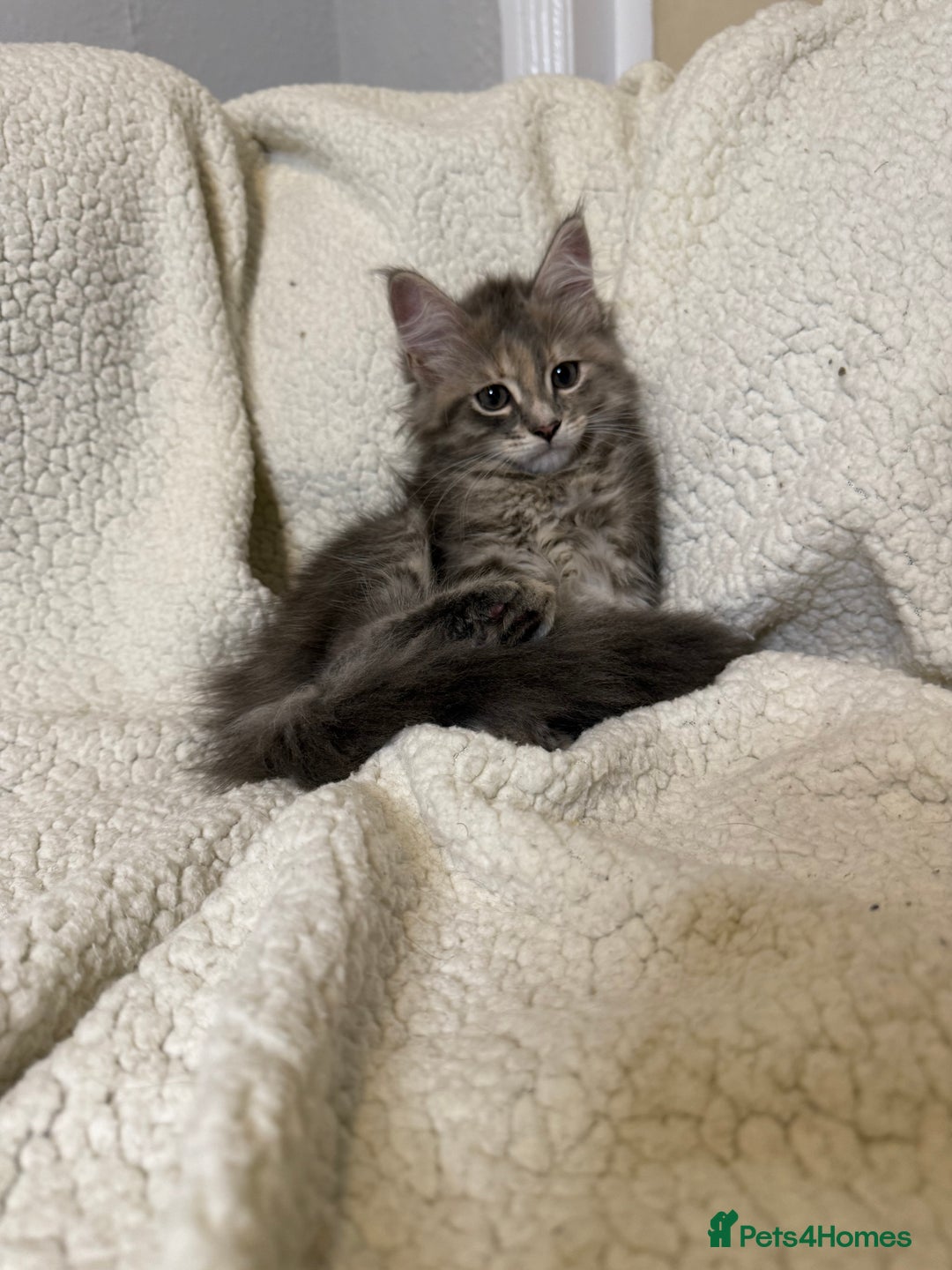 Mixed Breed cats for sale: Stunning Maine Coon x Norwegian Forest Kittens  - Image 4