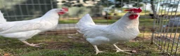 Chickens poultry for sale: POL Hens For Sale - Advert 4