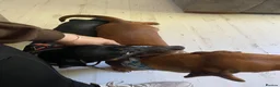Miniature Dachshund dogs for stud: For stud  - Advert 7