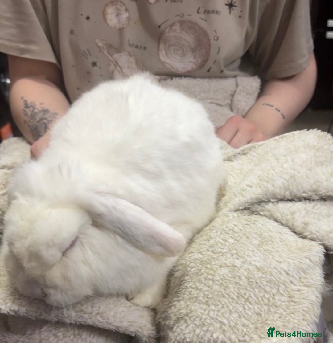 Mini Lop rabbits for sale: Female Mini lop - Advert 3