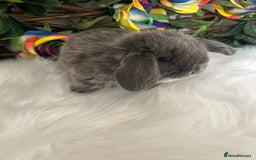 Mini Lop rabbits for sale: Pure Breed Mini lops  - Image 34