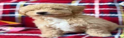 Poochon dogs for sale: Beautiful Teddy Bear Poochon Puppies  - Advert 6