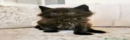 Mixed Breed cats for sale: REDUCED Maine Coon Kittens in Stockport - Advert 1