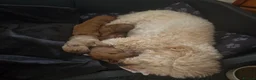 Cavapoochon dogs for sale: Beautiful F1B Toy Cavapoochon Puppies - Advert 28