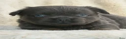 French Bulldog dogs for sale: Top quality fluffy French bulldog puppies  - Advert 5