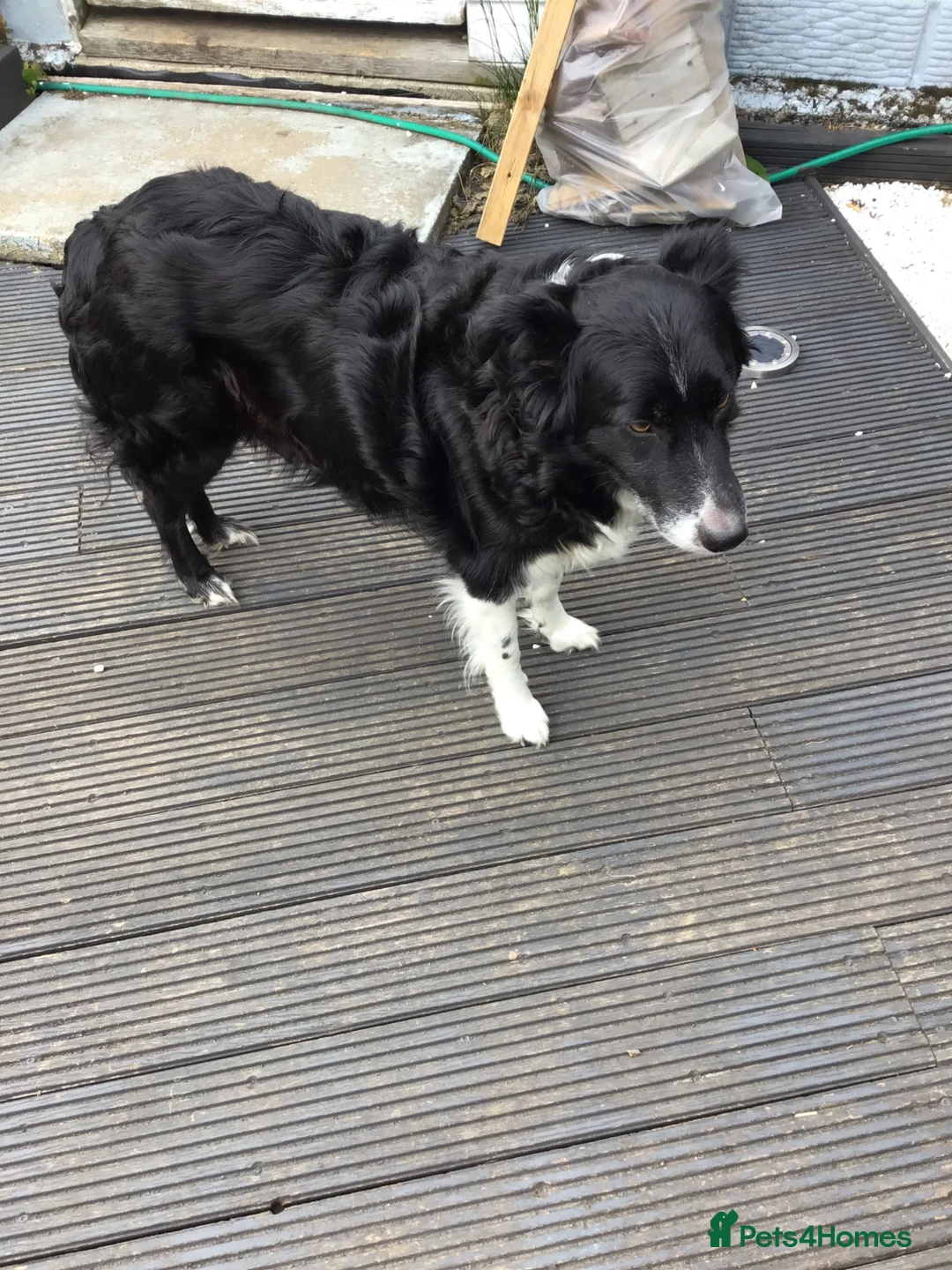 Mixed Breed dogs for sale: Puppies - Advert 1