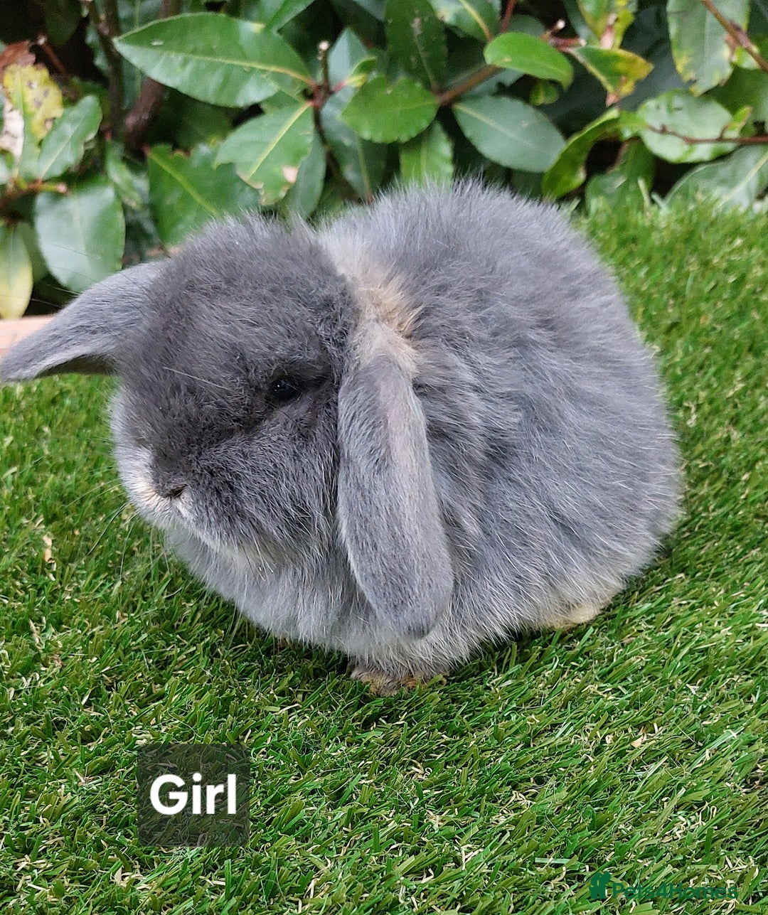 Mini Lop rabbits for sale: Adorable mini lop baby rabbits ready now - Advert 7