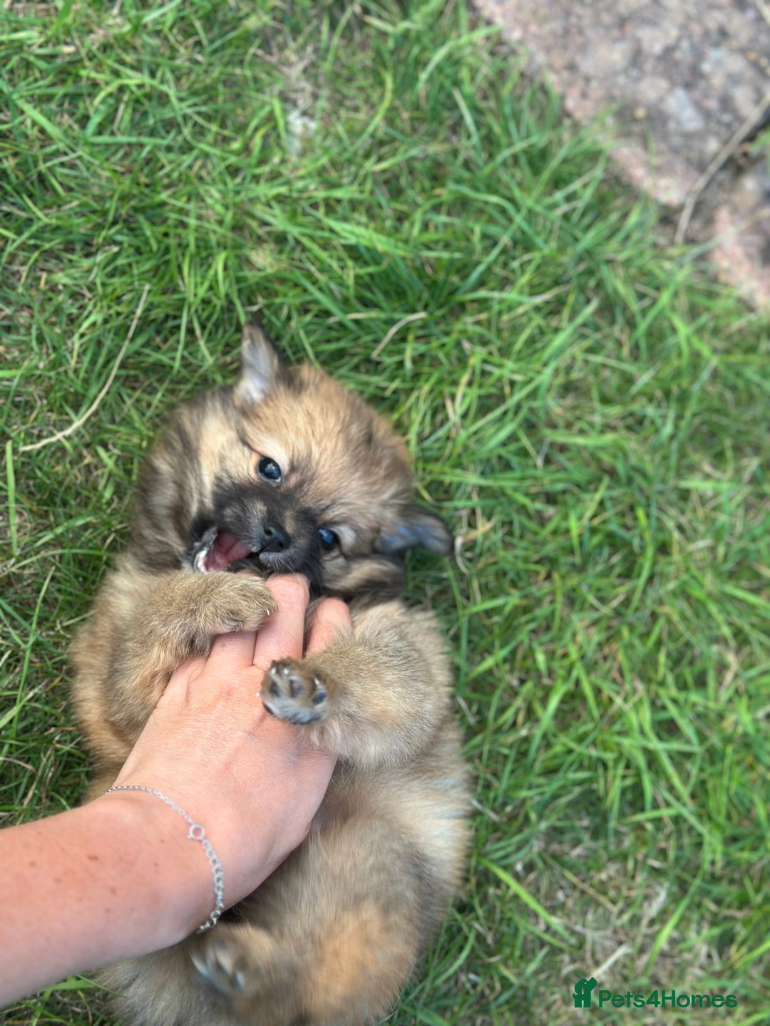 Pomeranian dogs for sale: 5 BEAUTIFUL TEDDY TYPE FOXY POMERANIANS - Image 21