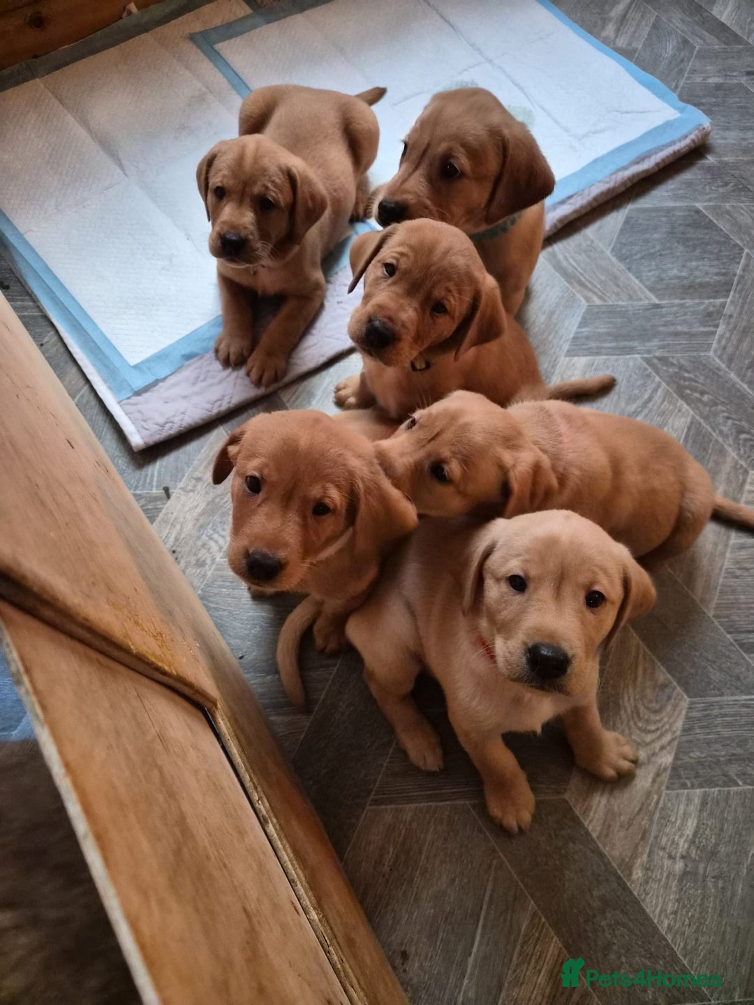 Labrador Retriever dogs for sale: Fox Red Labrador Puppies - Advert 16