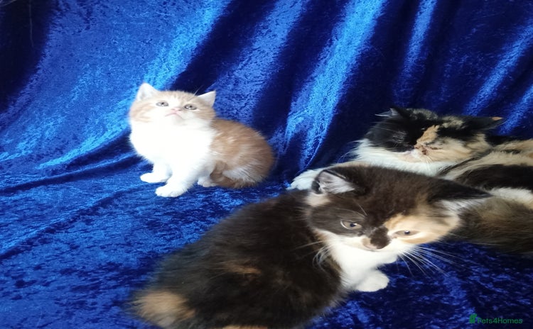 Persian cats - Advert 5