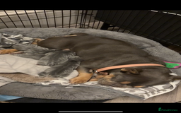 French Bulldog dogs for sale: French bulldog puppies  - Advert 1