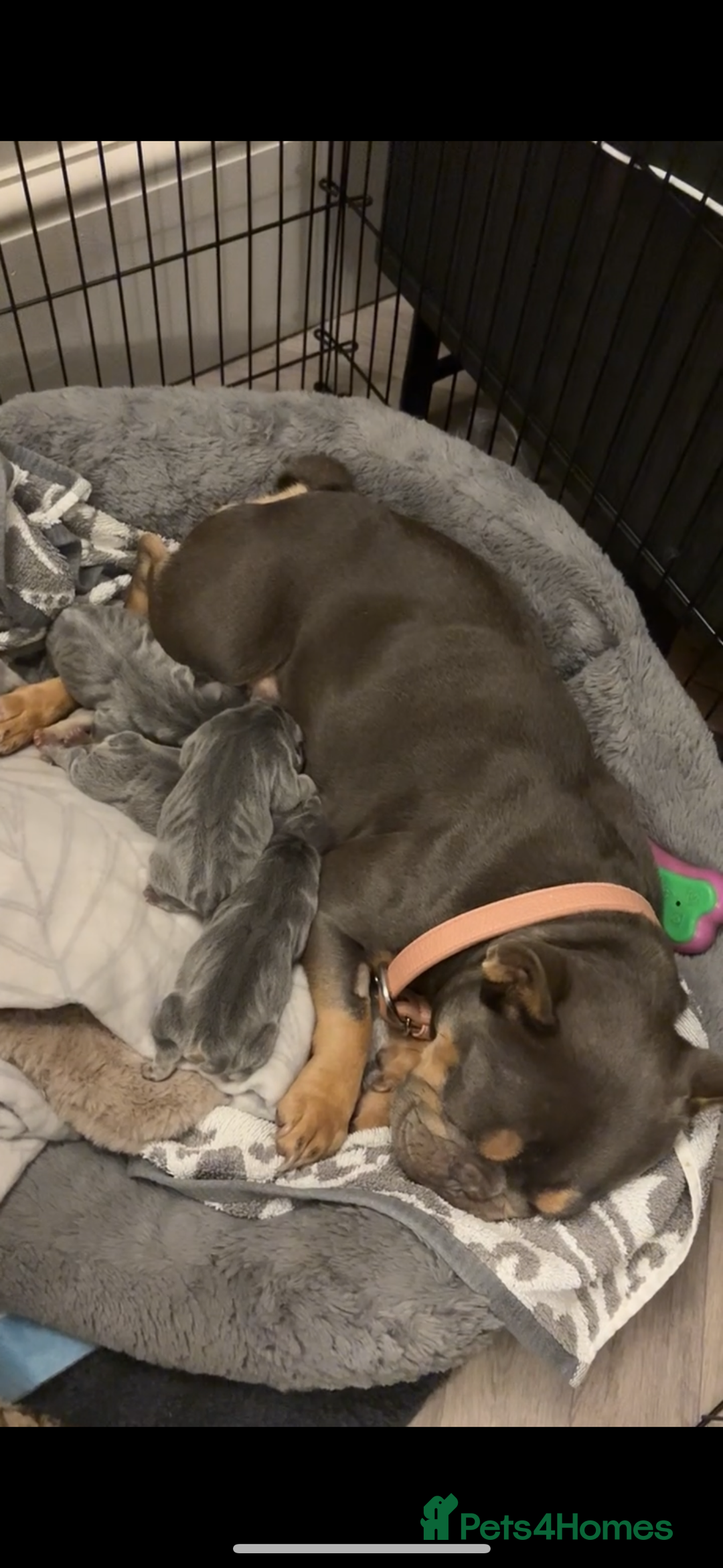 French Bulldog dogs for sale: French bulldog puppies  - Advert 1