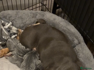 French Bulldog dogs for sale: French bulldog puppies - Advert 1