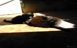 Domestic Shorthair cats for sale: Beautiful kittens looking for, forever homes. - Image 13