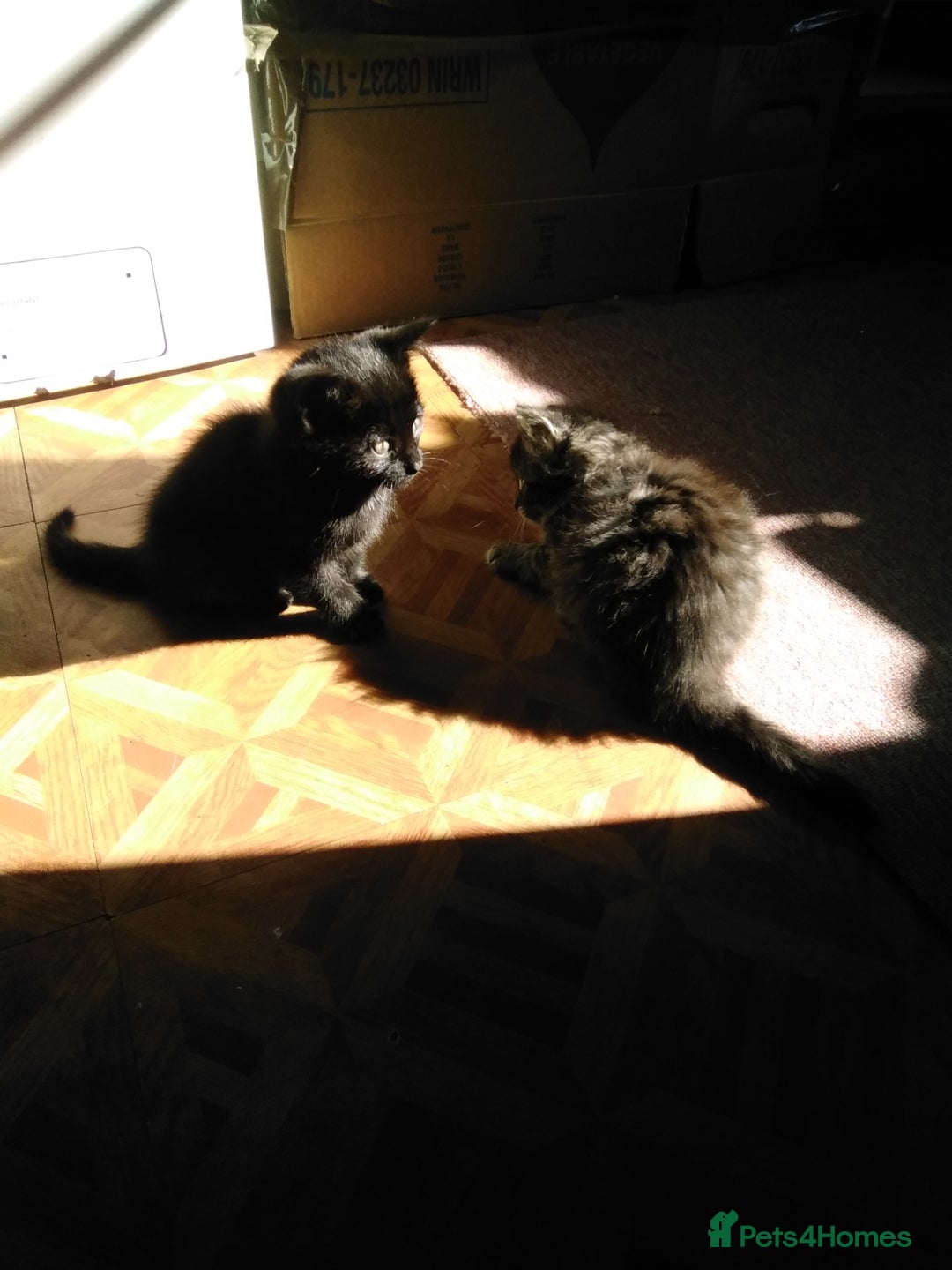 Domestic Shorthair cats for sale: Beautiful kittens looking for, forever homes. - Image 13