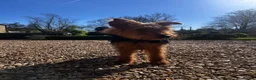 Welsh Terrier dogs for sale: 🐾 Welsh Terrier Looking for a New Home 🐾 in Grantham - Advert 3
