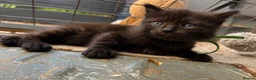 Ragcoon cats for sale: Beautiful Ragcoon kittens 🐾  - Advert 6