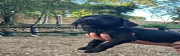 Labrador Retriever dogs for sale: 🐾  Champion Bloodline Health Tested Labradors🐾 - Advert 9